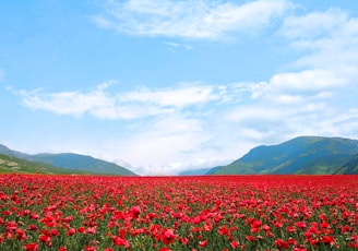 red flower field