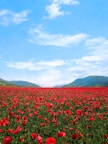 red flower field