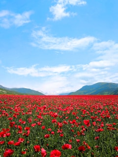 red flower field