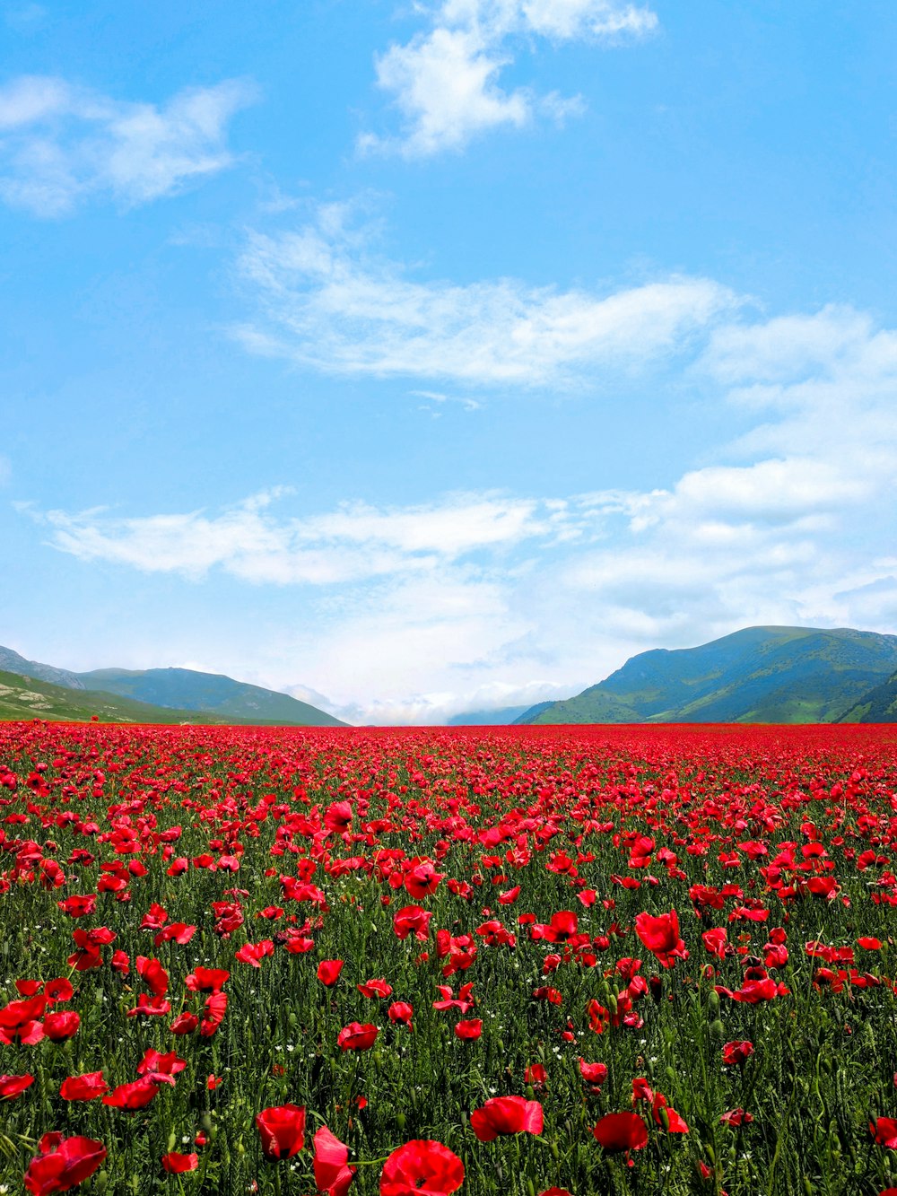 Campo de flores vermelhas