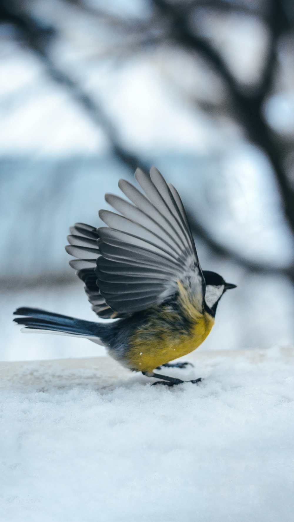 灰色と黄色の鳥の浅い焦点の写真