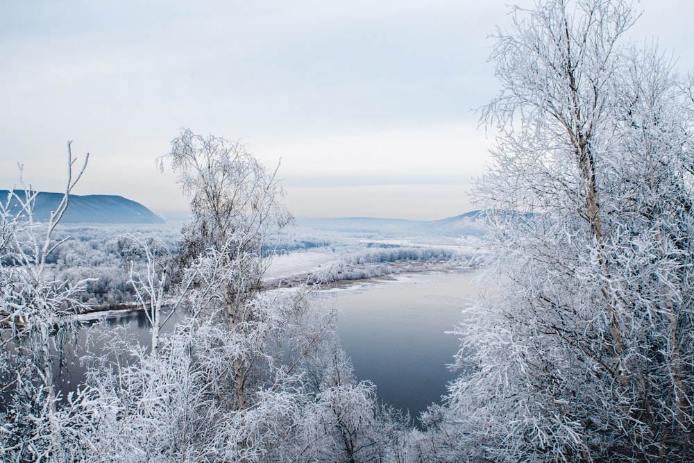 bare trees near lake