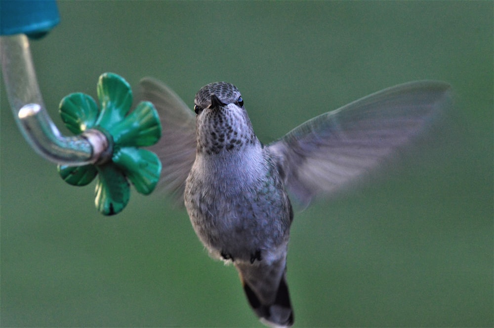 colibri gris