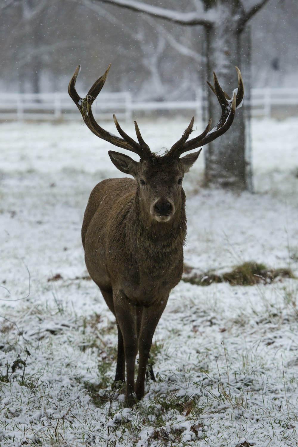 brown deer walking on snow