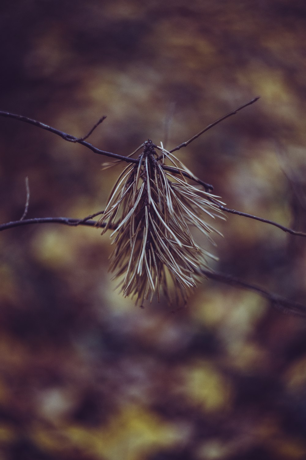 brown leaves