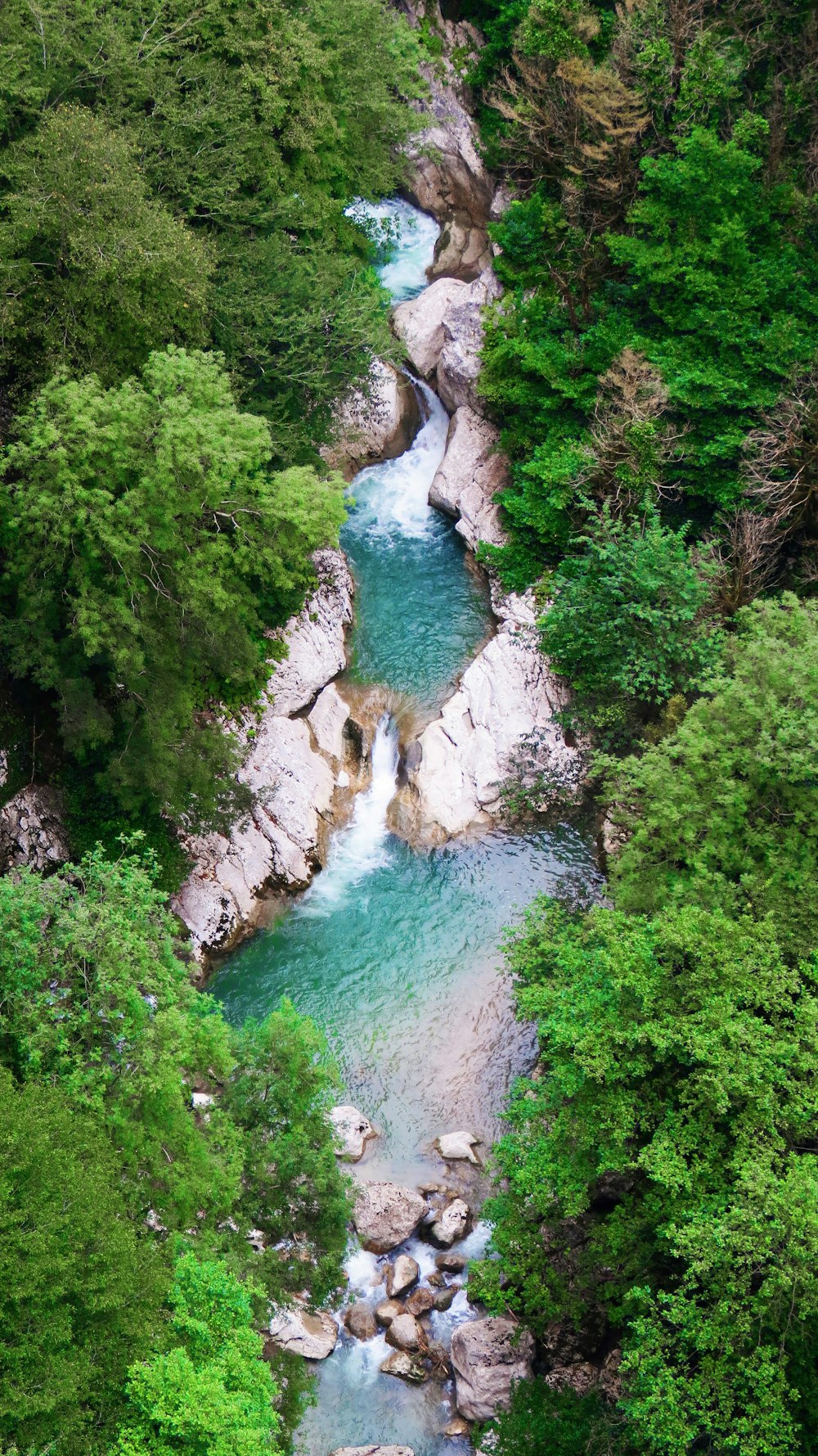 river flowing along the trees view