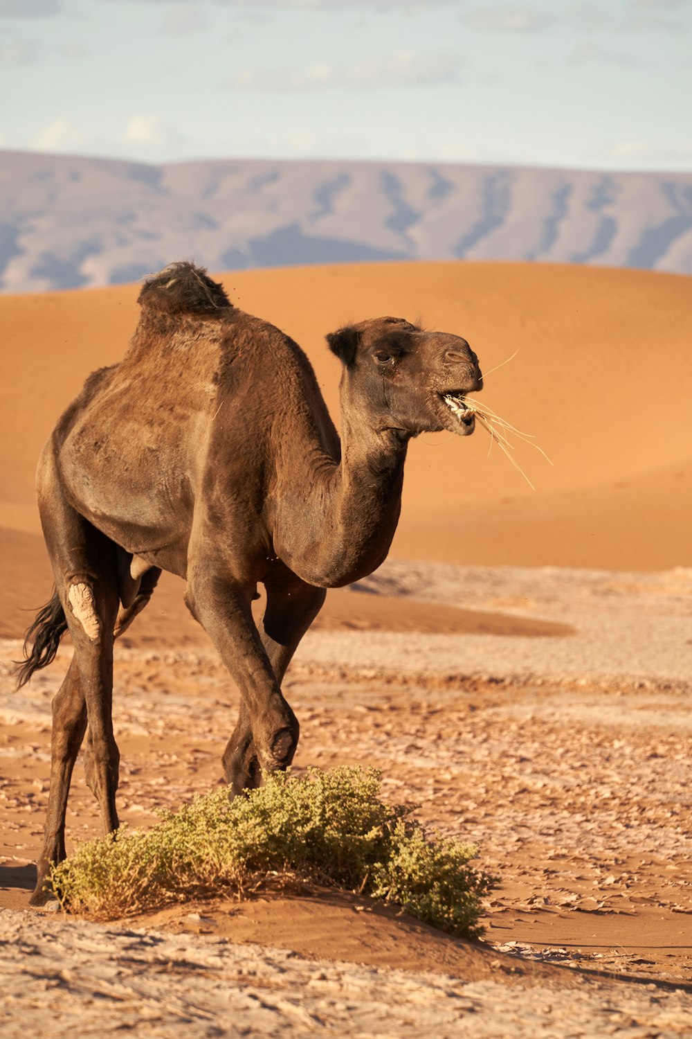 brown camel at field