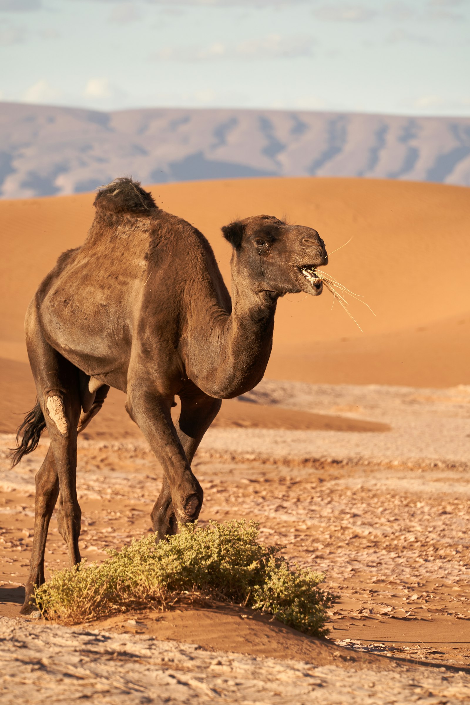 Sony FE 70-300mm F4.5-5.6 G OSS sample photo. Brown camel at field photography