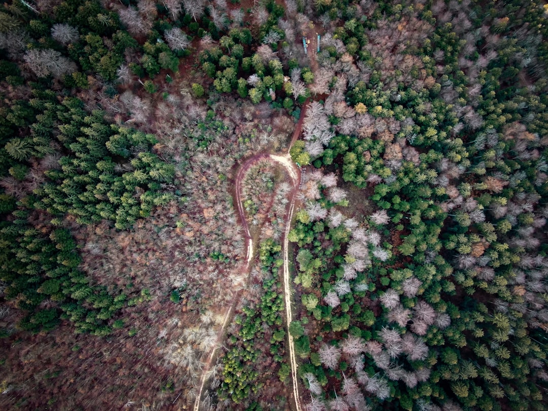 green plants, Lost swiss forest