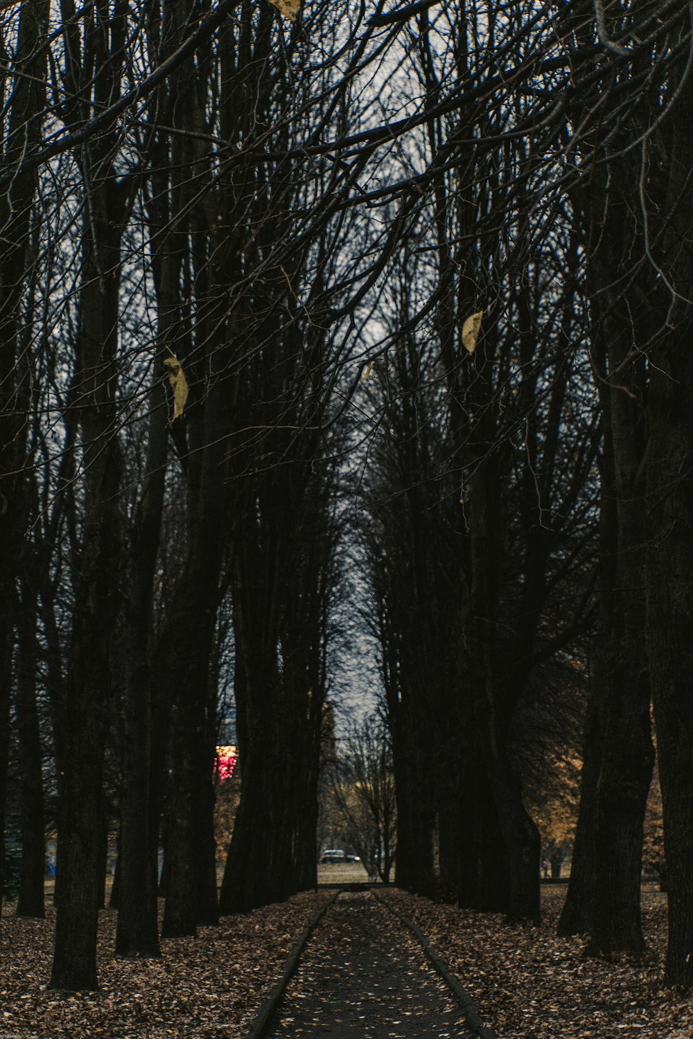 Sentier entre les arbres pendant la journée