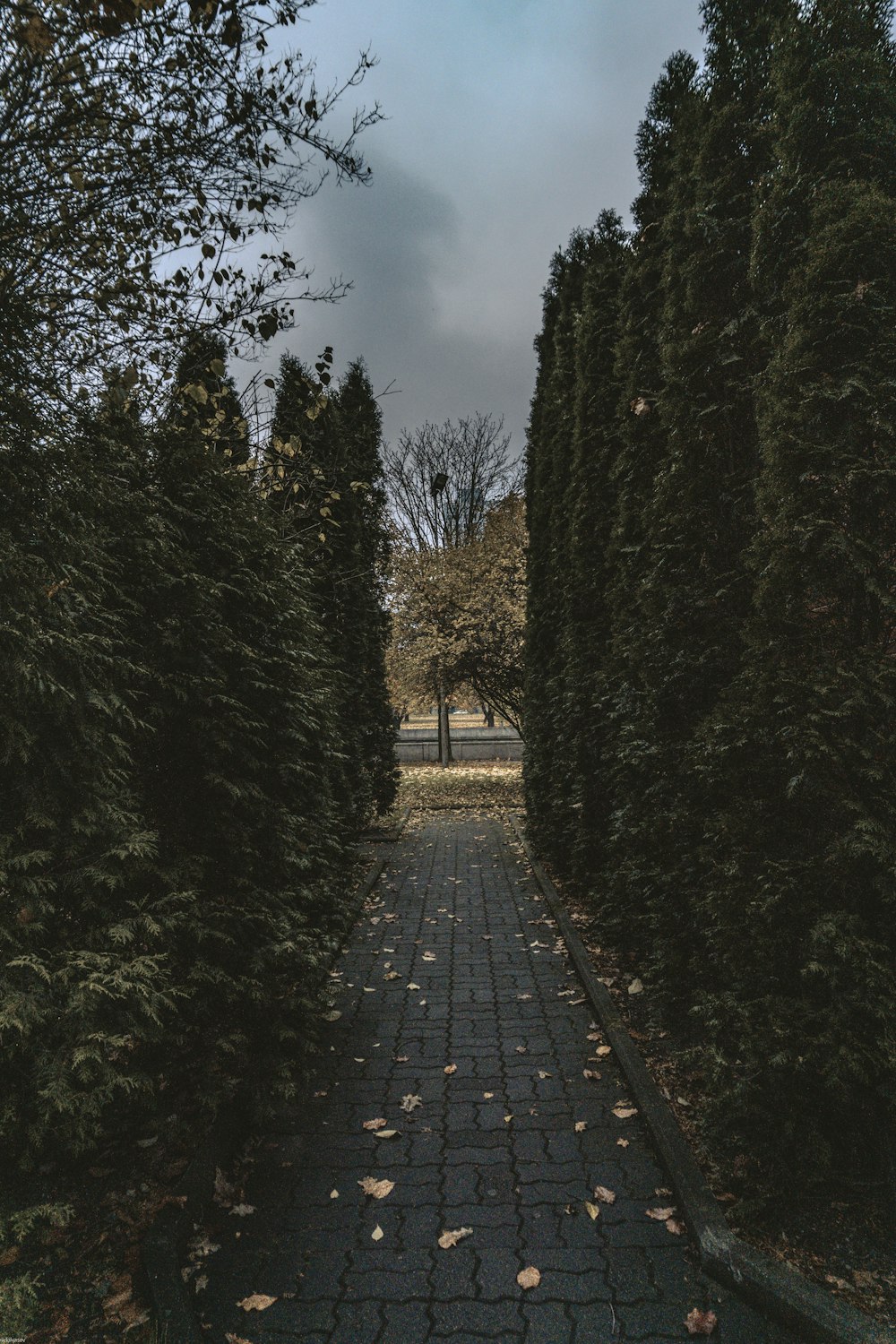 Gartenstraße zwischen grün belaubten Pflanzen