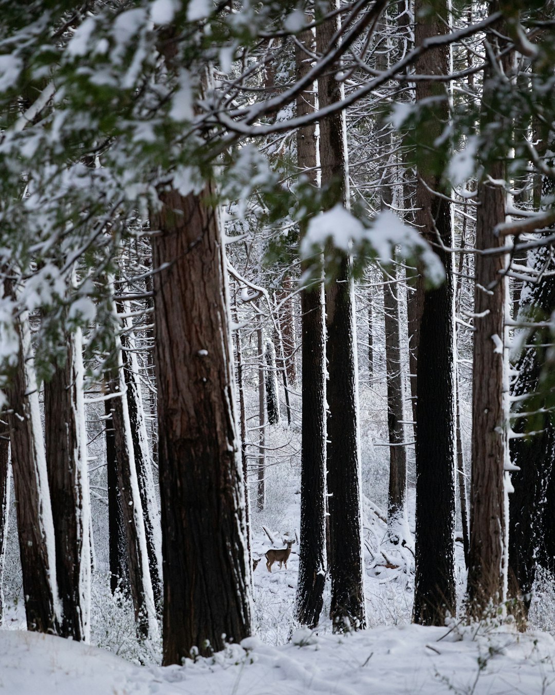 snow covered trees during daytime