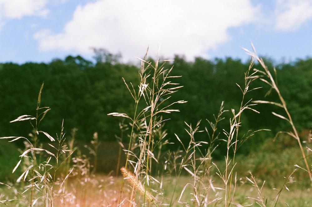 green grasses