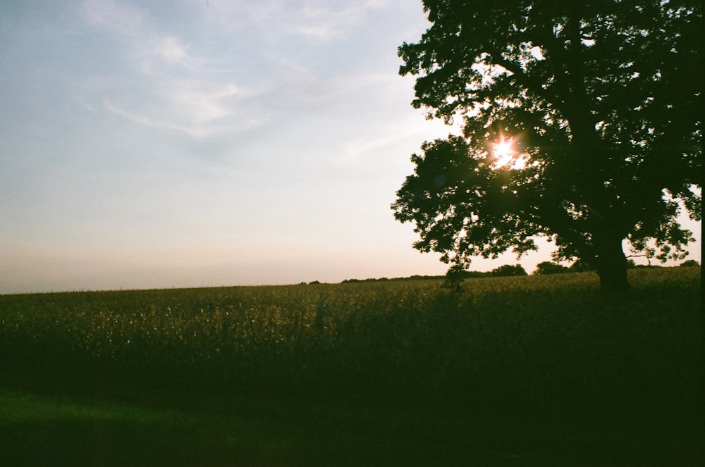 silhouette of tree