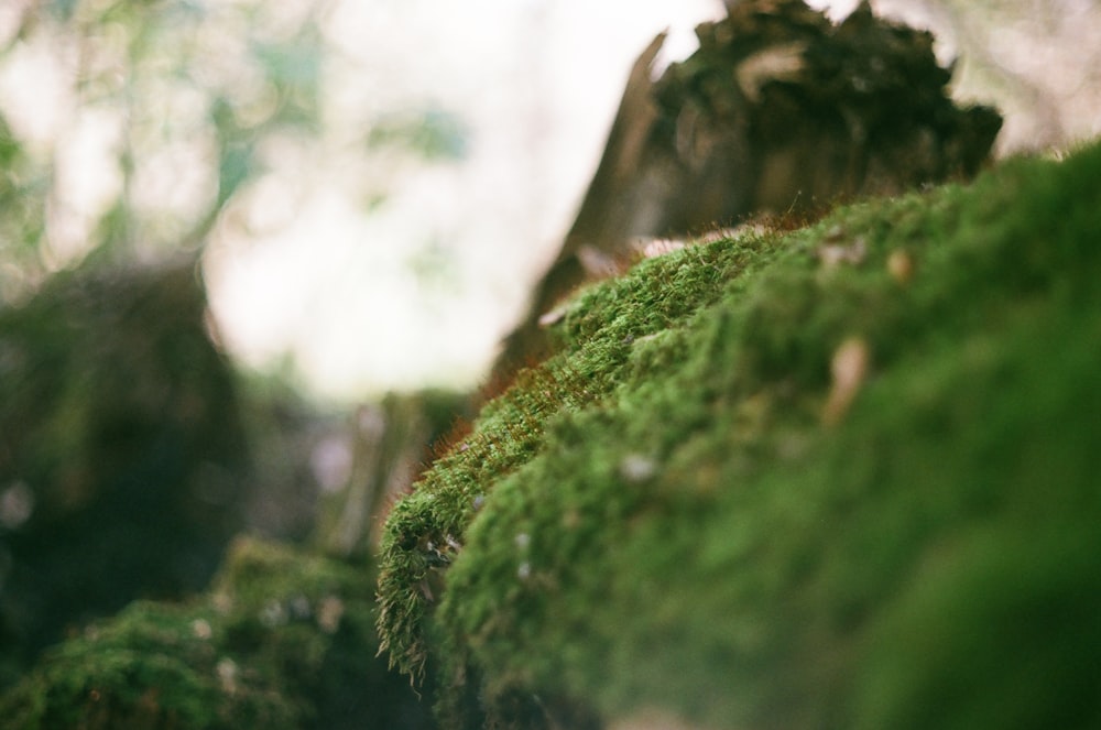 selective focus photography of green moss