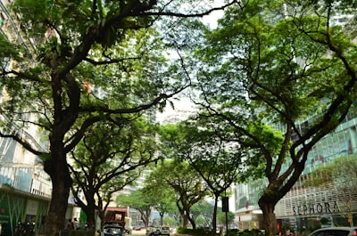 Large, lush green trees line an urban street, with sunlight filtering through the branches. Modern glass buildings are visible in the background, and there are various vehicles and pedestrians along the road. The image captures a blend of nature and city life.