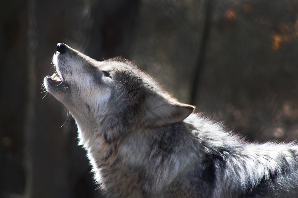 close-up photography of howling wolf