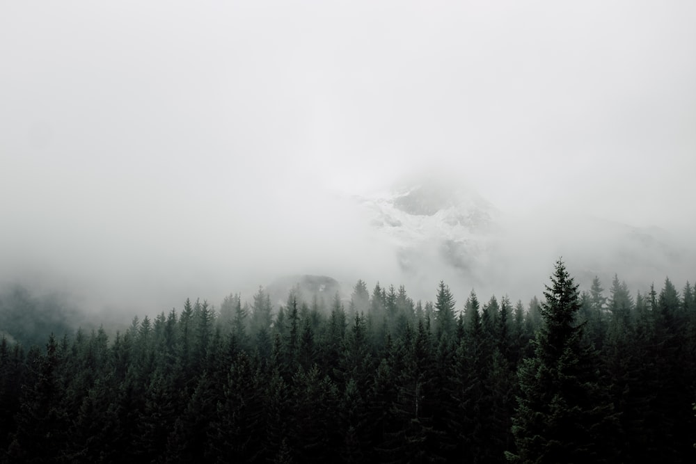 brume recouvrant la montagne et la forêt