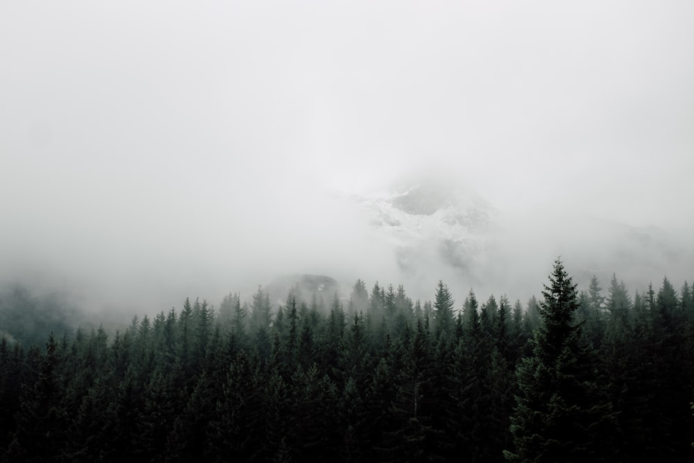 mist covering mountain and forest