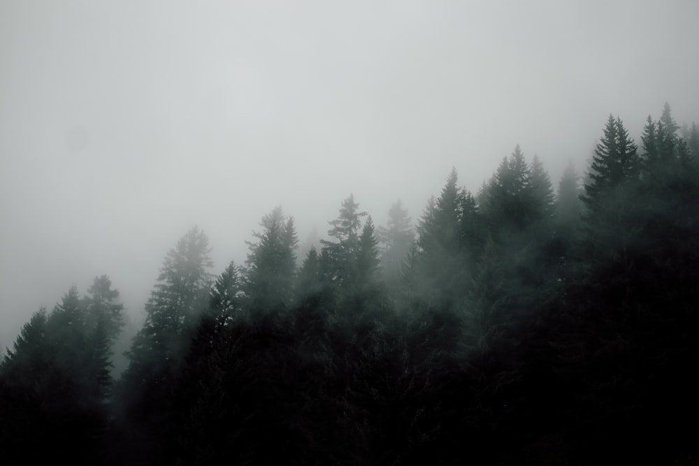 nevoeiro acima da floresta durante o dia