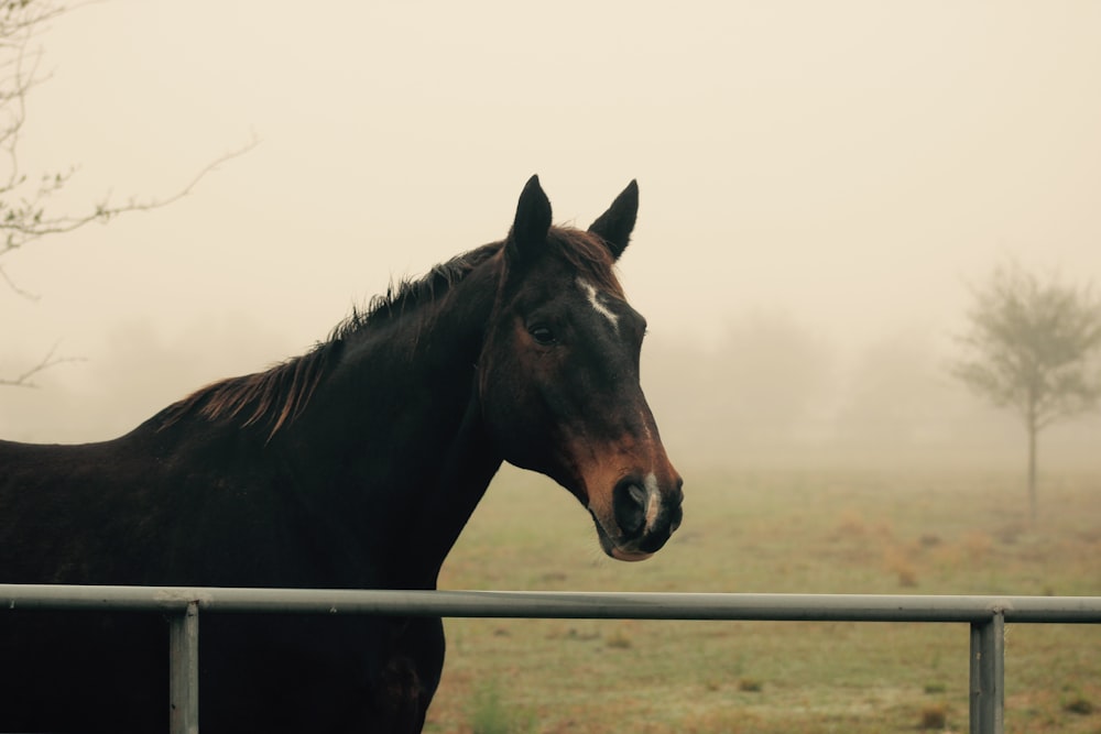 black and brown horse