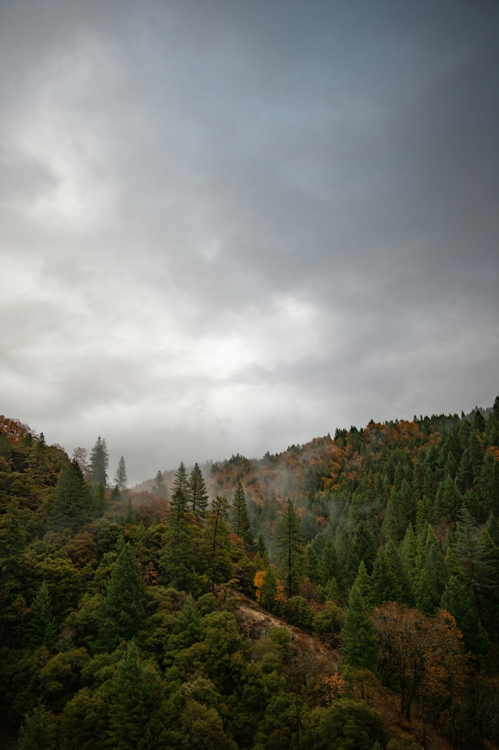 trees under gray sky