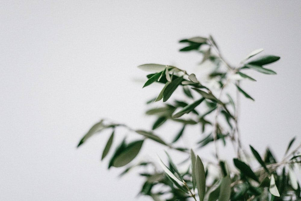 green leafed plant