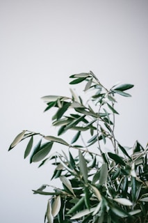 green plant