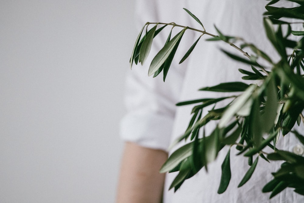 plante à feuilles vertes