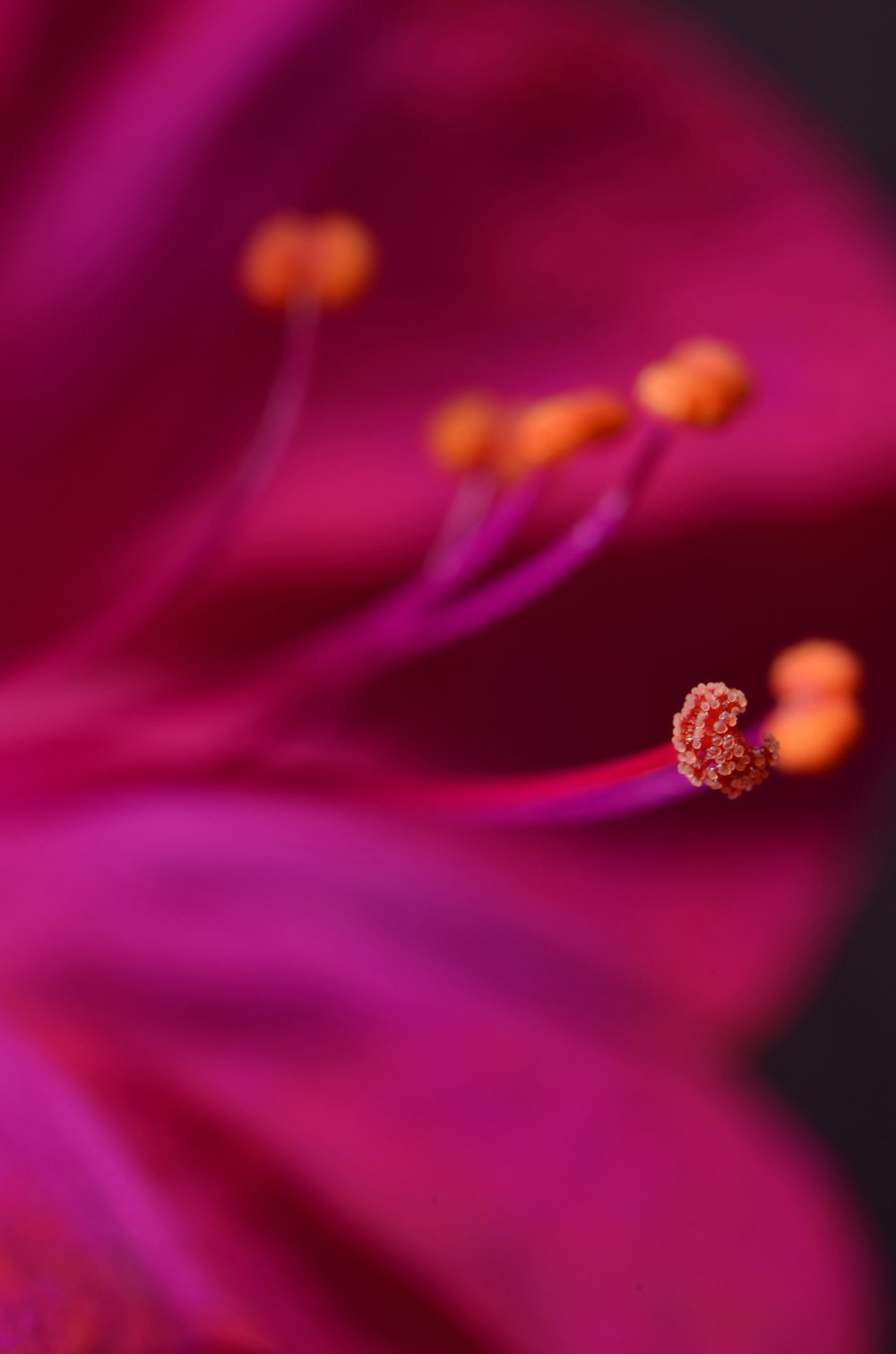 selective focus photography of pink textile