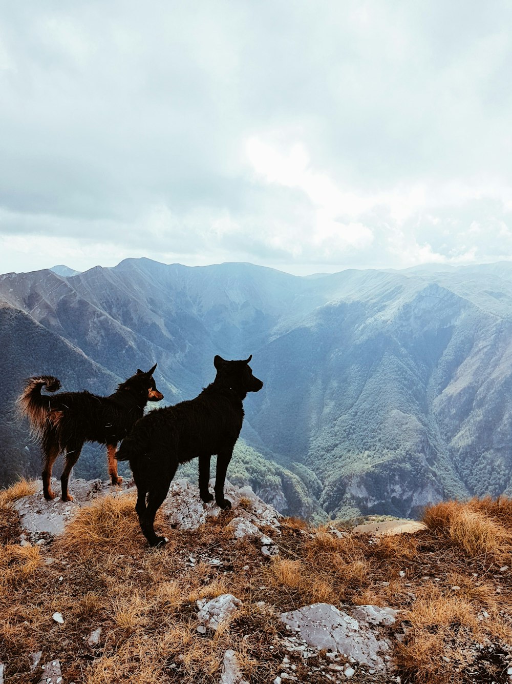 two black dogs standing on rocky mountain