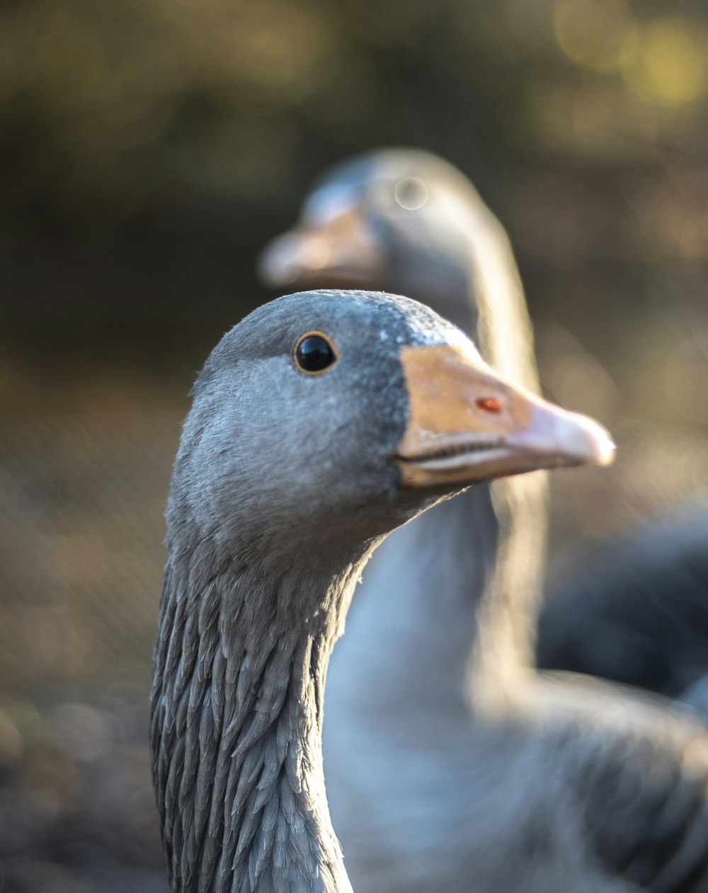 two geese during day