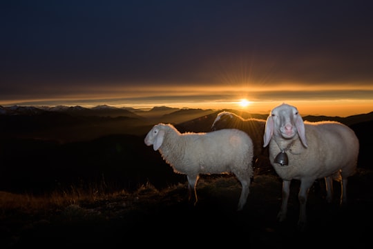 herd of white sheeps on hill during sunrise in Monte Due Mani Italy