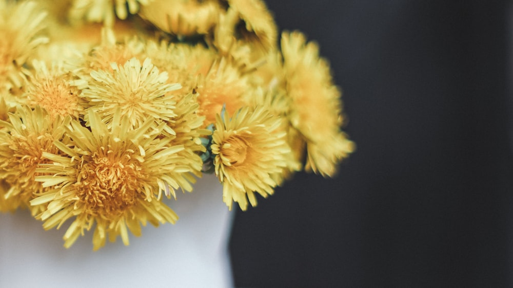 yellow petaled flowers