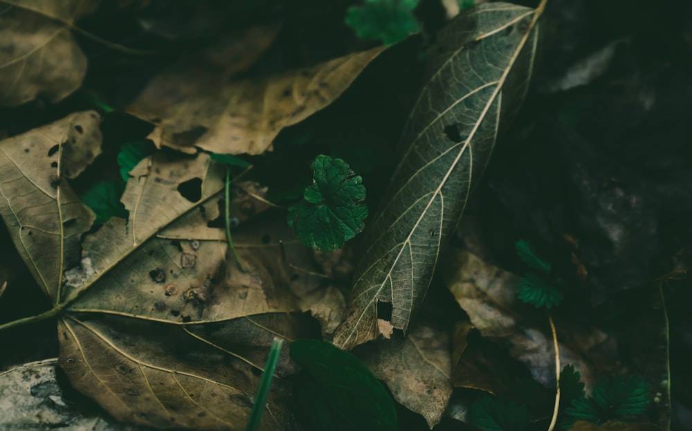 brown withered leaves during daytime