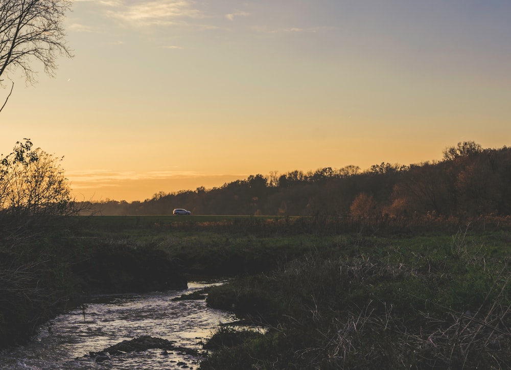 green trees beside river