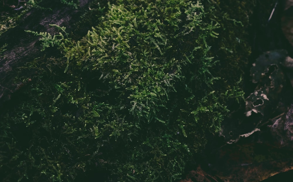 low angle photography of green-leafed bush