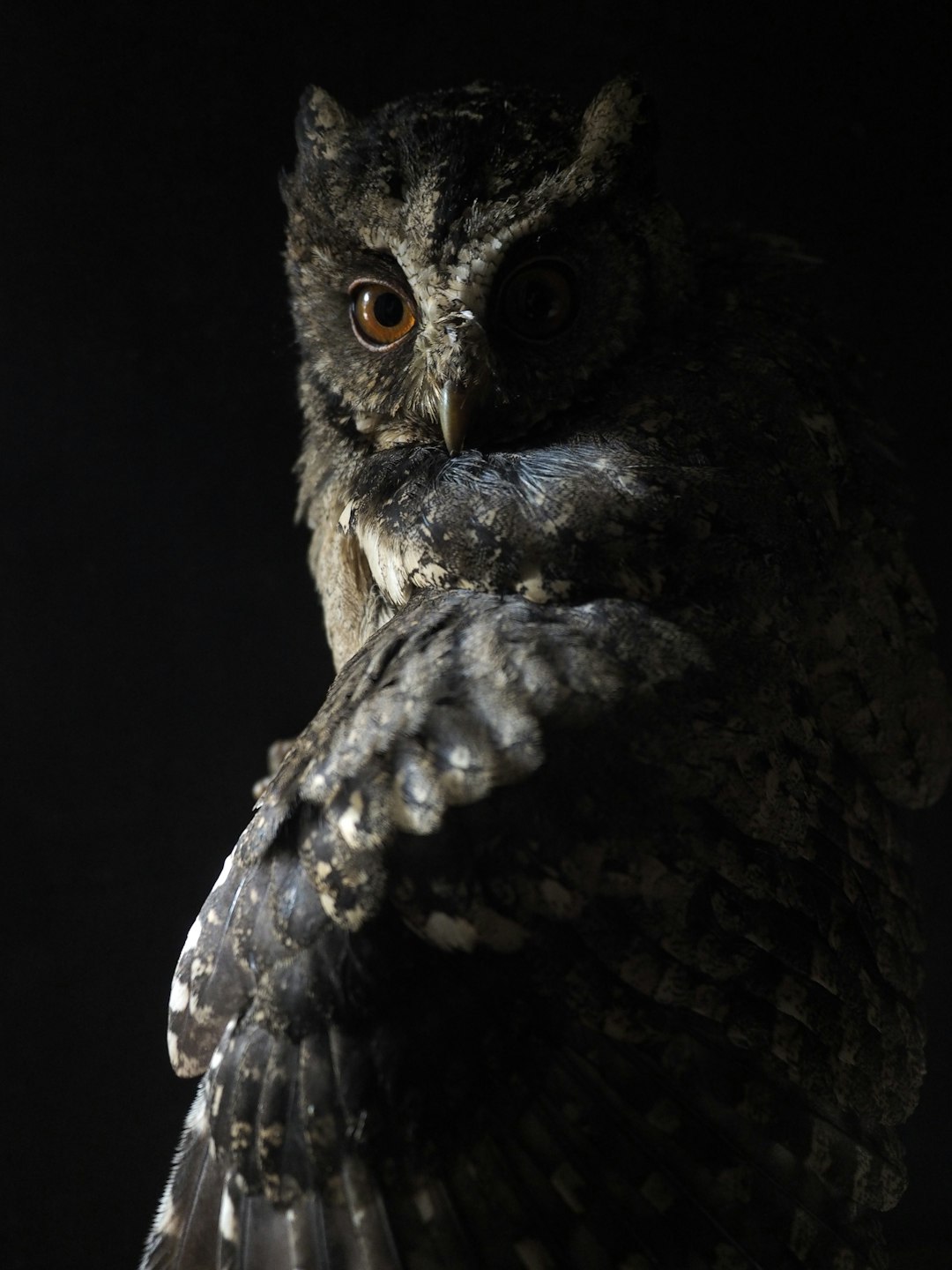  black and brown owl owl