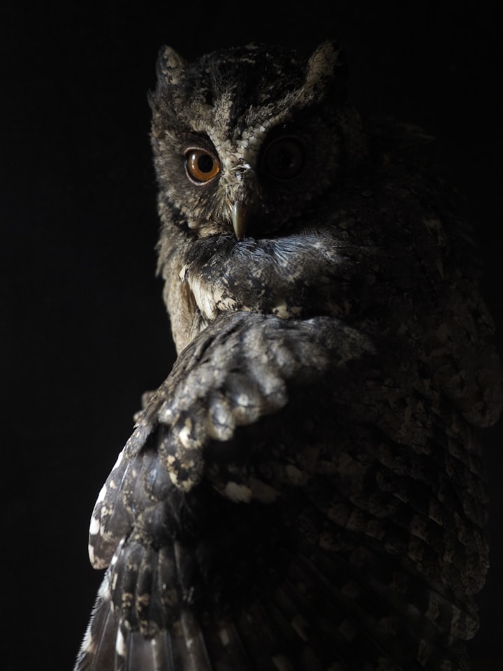 An Old Owl