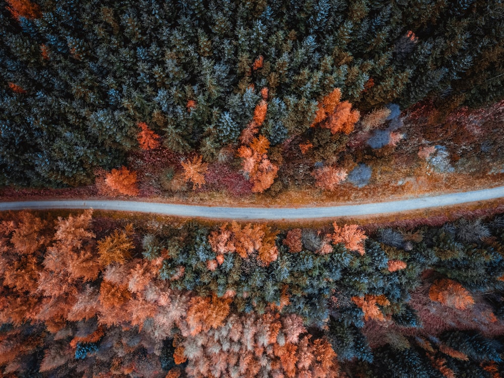Foto aérea de un lote de árboles