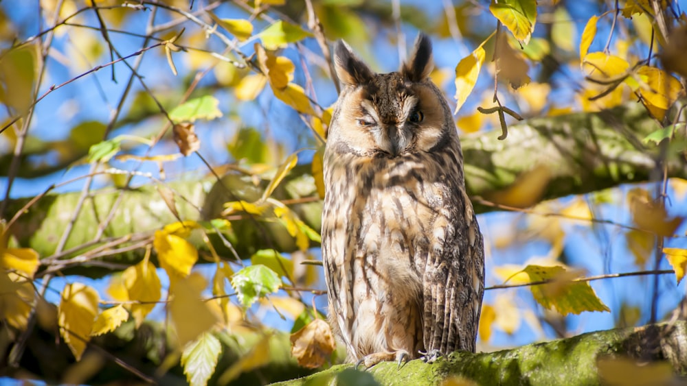 brown owl on tree