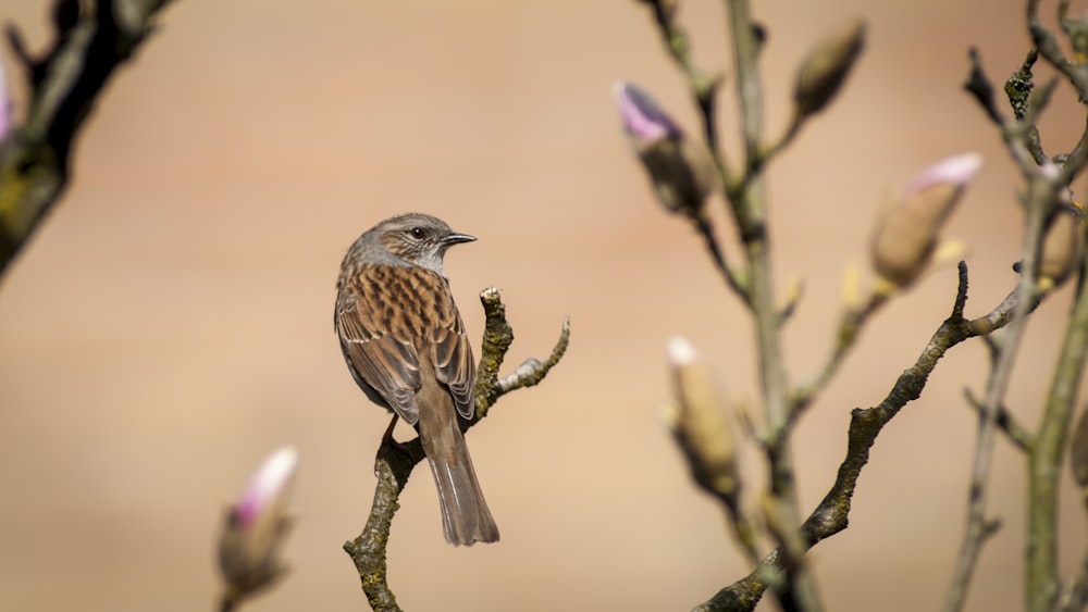 brown bird on tree branch