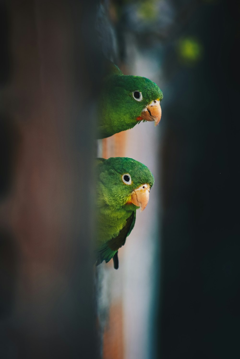 selective focus photo of two green birds