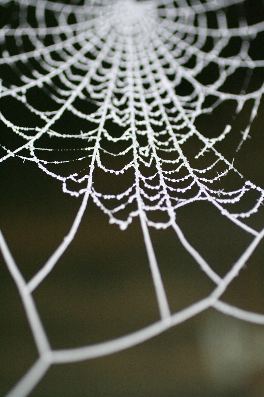 selective focus photography of white spider web