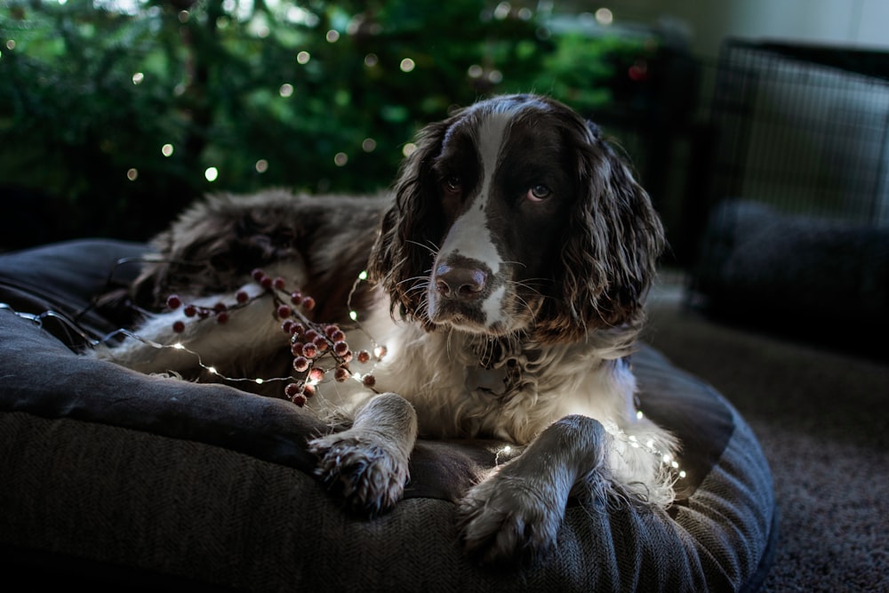 dog lying on pet bed