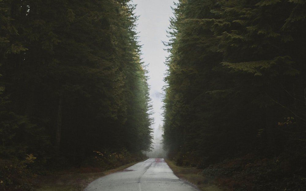 gray pavement road under cirrus clouds surrounded by trees