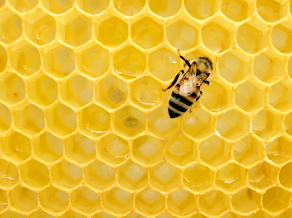 yellow bee on honeycomb