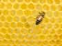 Honey Combs honeycombs stories