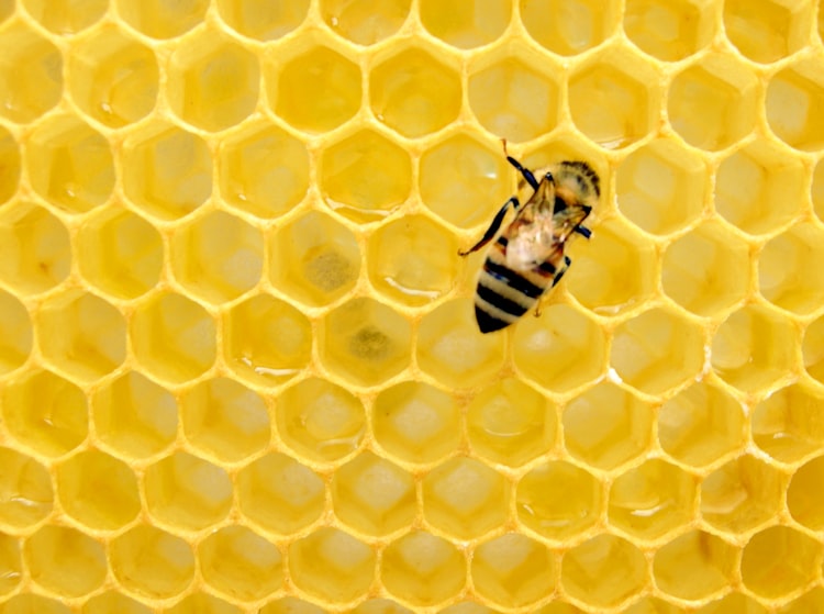 Honeycomb 1 - The Beginning