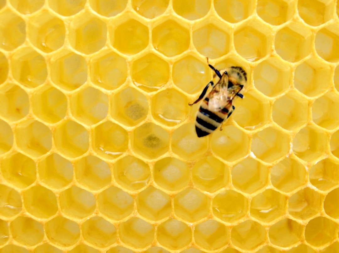 Photo de abeillière par Matthew T Rader